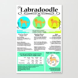 Labradoodle Coat & Grooming Infographic Canvas Print