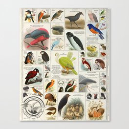 Birds Generated by A.I. (These Birds Do Not Exist 4) Canvas Print