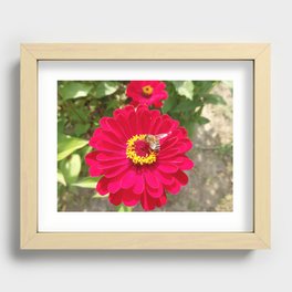 Scarlet Zinnia flower and Bee Recessed Framed Print