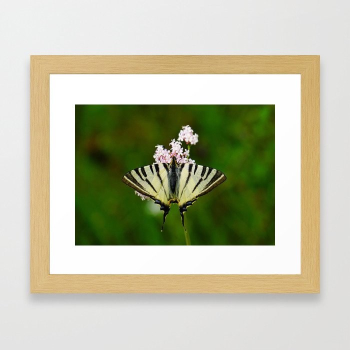Scarce Swallowtail On Wild Garlic Flowers Framed Art Print