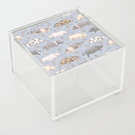 Mini Pig Parade - Blue Acrylic Box