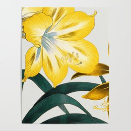 amaryllis flower sunshine yellow Poster