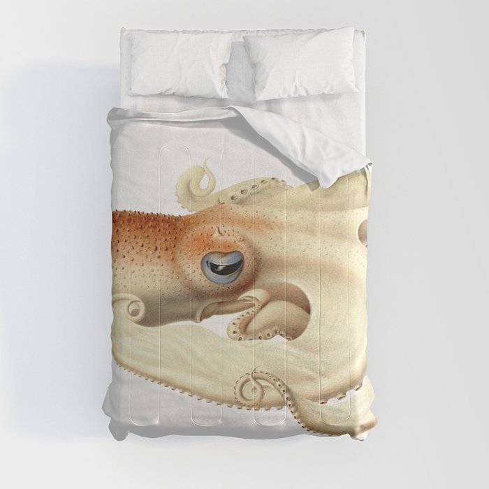 The Angel octopus, (Velodona togata) Comforter