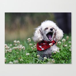 The Yawn (poodle) Canvas Print