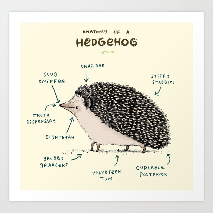 Anatomy of a Hedgehog Kunstdrucke Anatomy of a Hedgehog Kunstdrucke