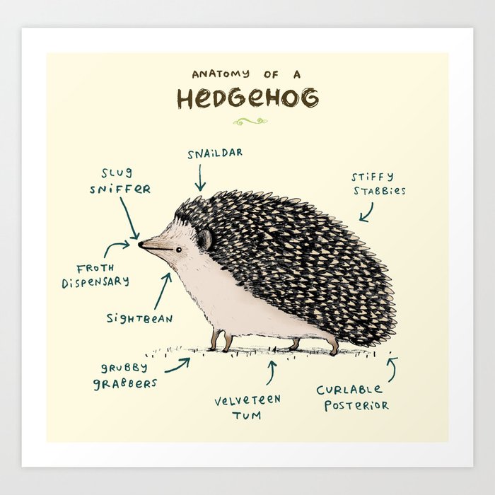 Anatomy of a Hedgehog Art Print