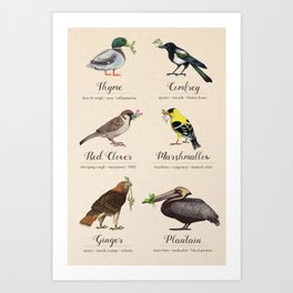 Birds, Herbs, and their Uses: Second Set Art Print