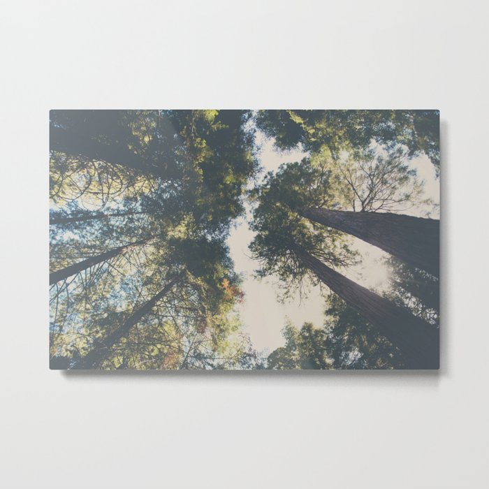 looking up in the Sequoia National Park ... Metal Print