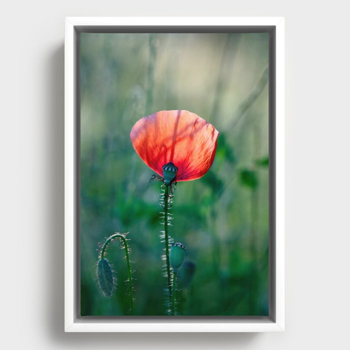 Sunlit Scarlet: Blooming Red Poppy Framed Canvas