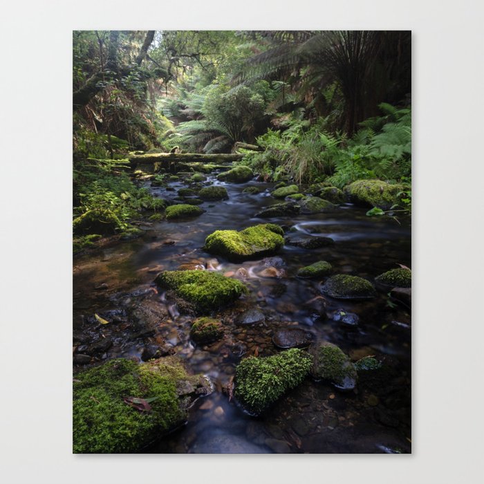 Rainforest Creek Canvas Print