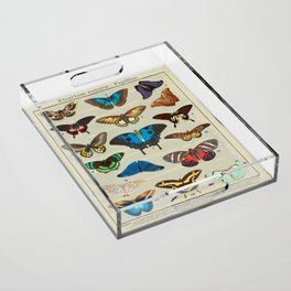 Vivarium naturæ : Papillon Acrylic Tray