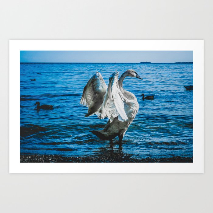 Spread Your Wings. Trumpeter Swan Photograph Art Print