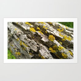 Oak Log Lichens Art Print | Photo, Lichens, Oakbark, Lichen, Oaklog 