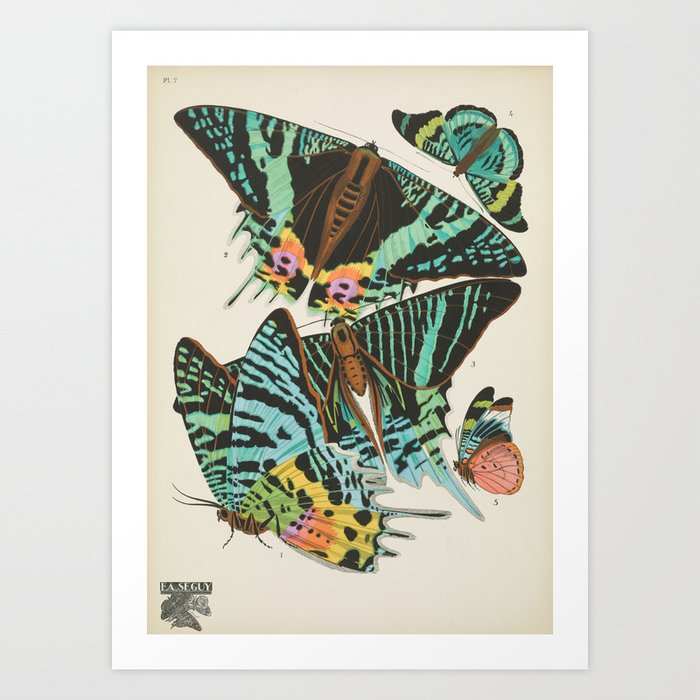 Butterfly and Moth Print by E.A. Seguy, 1920s #16 Art Print