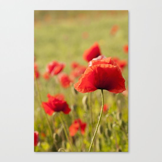 Romantic Poppy field Canvas Print