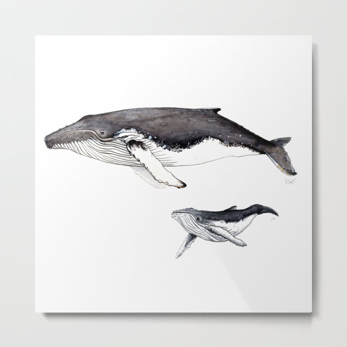 North Atlantic Humpback whale with calf Metal Print
