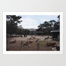 Nara Park Art Print | Naradeer, Narapark, Artphotography, Japan, Rustic, Oriental, Travel, Zen, Nara, Photo 