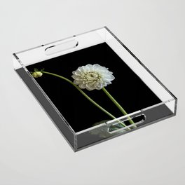 Dahlia Rhonda Flower Acrylic Tray