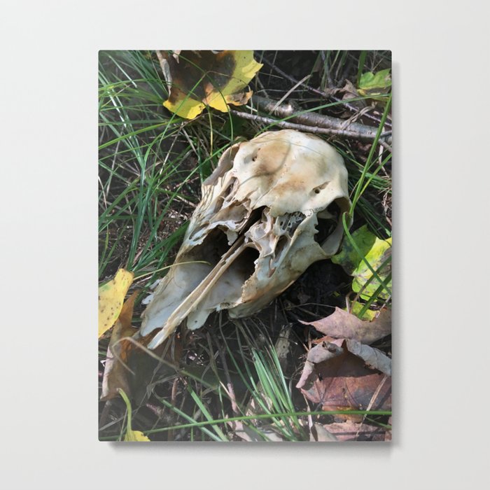Deer Skull Metal Print