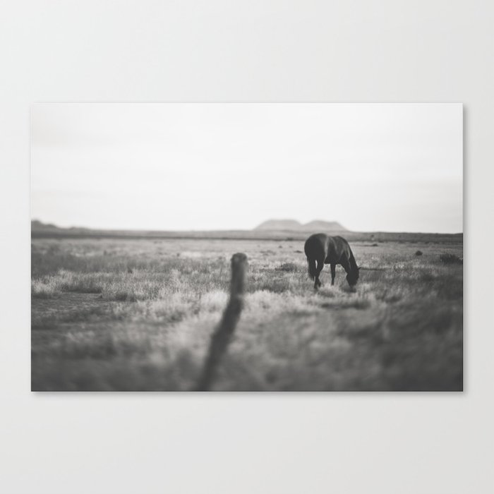 All The Wild Horses Canvas Print