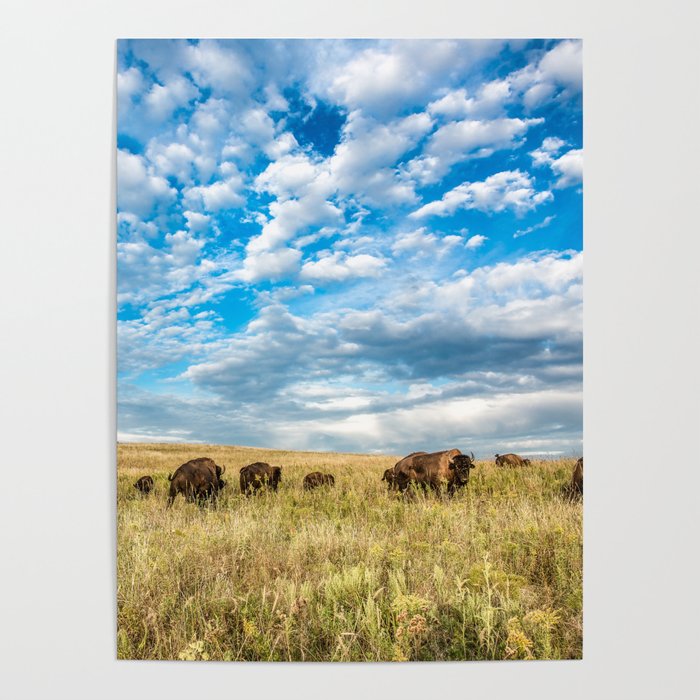 Grazing - Bison Graze Under Big Sky on Oklahoma Prairie Poster