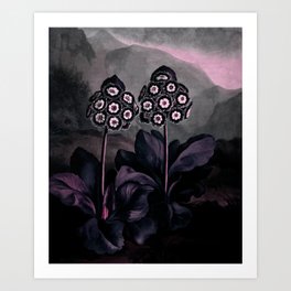 Dark Muted Pink Auriculas : Temple of Flora Art Print
