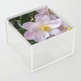 Pink Camellia in Spring Acrylic Box