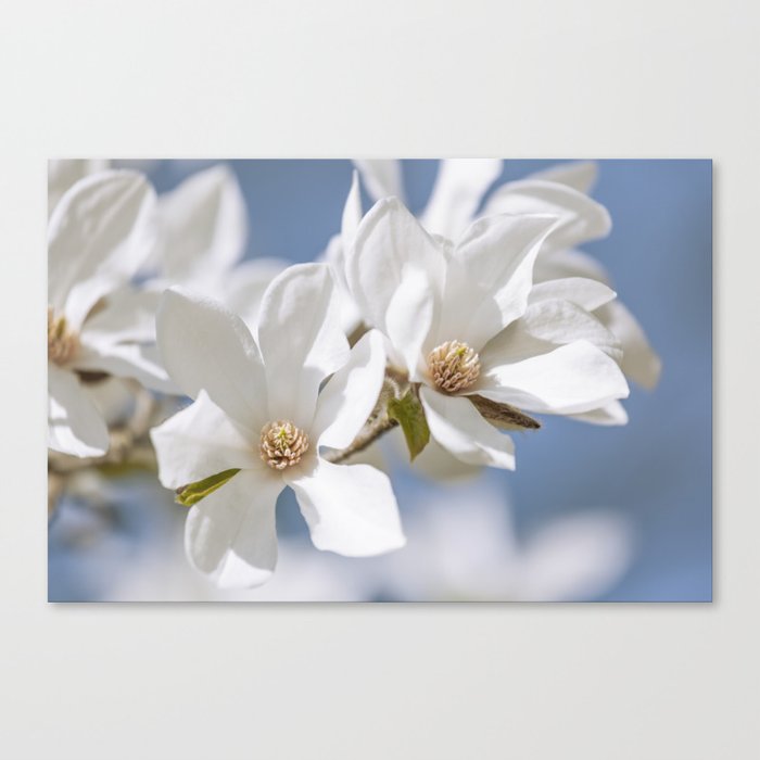 White Magnolia Canvas Print