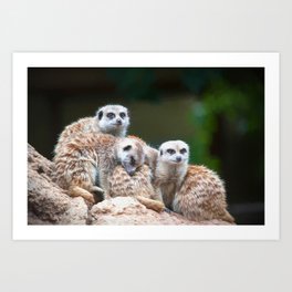 Meerkat Family  (digital painting) Art Print | Mouth, Meerkat, Small, Watchful, Searching, Erdmaennchen, Family, Suricate, Cute, Posing 