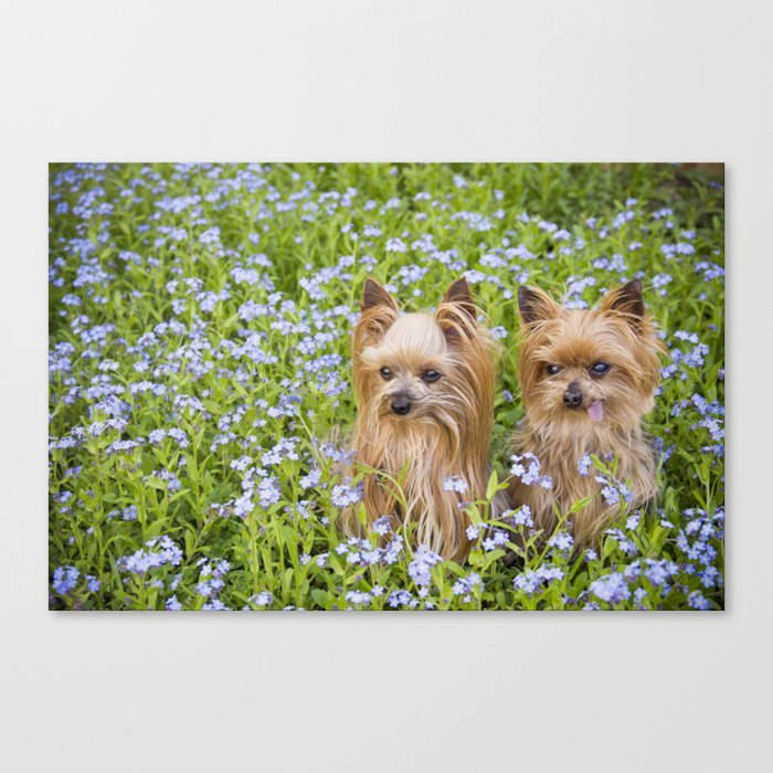 Little dogs in blue flower field Canvas Print