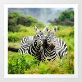 South Africa Photography - Two Zebras In Love Art Print