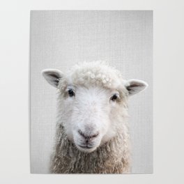 Sheep - Colorful Poster