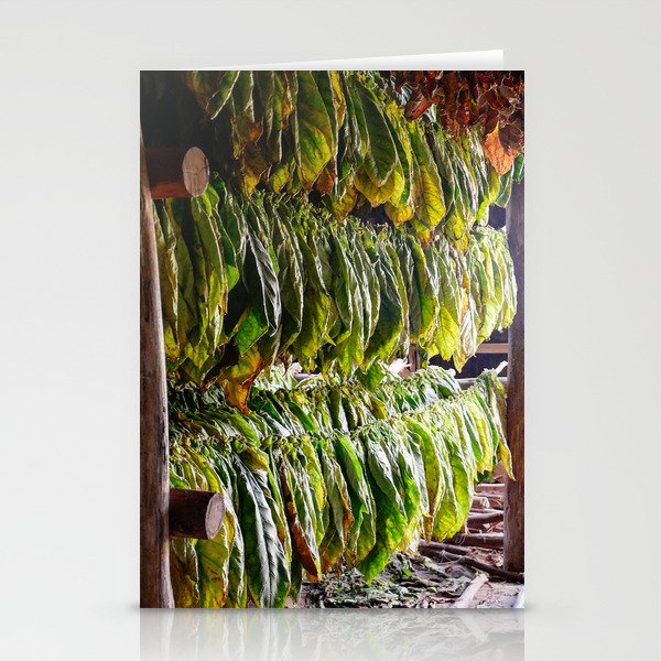 Drying Tobacco Leaves Hanging In A Barn In Cuba Stationery Cards