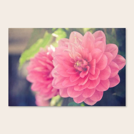 Pink Dahlia Canvas Print