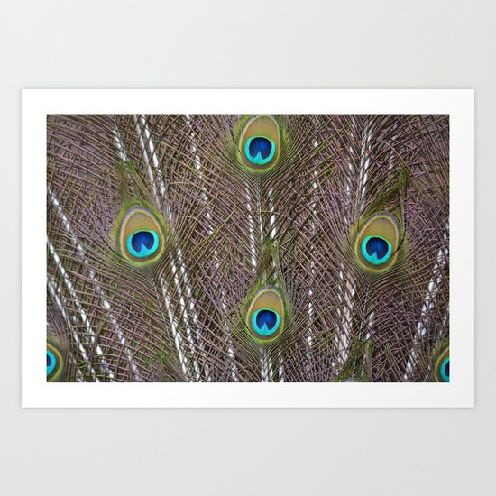 Peacock Feathers Art Print