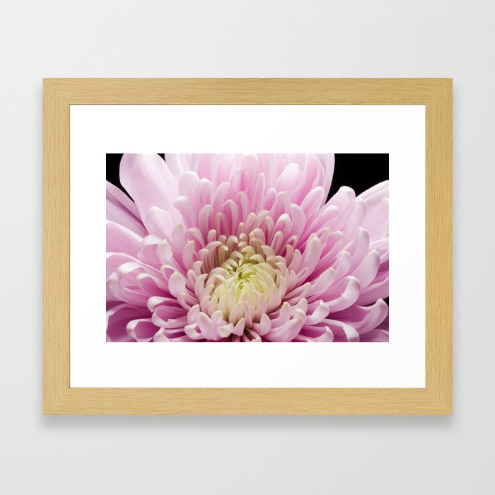 Pink Chrysanthemum In Bloom Framed Art Print