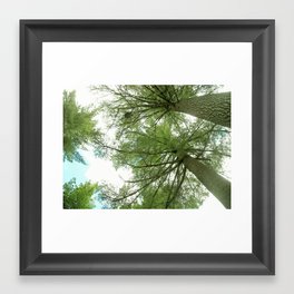 Giant Pines  Framed Art Print