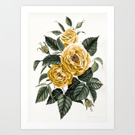 Yellow Roses Art Print