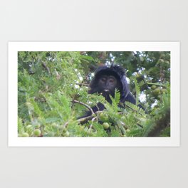 Ebony Leaf Monkey Art Print | Tree, Indonesia, Photo, Wildlife, Hiking, Black, Green, Ebonyleafmonkey, Lombok, Javanlutung 