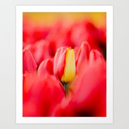 Special Red Yellow Tulip Stand Out | Unique Flower Photography Art Print