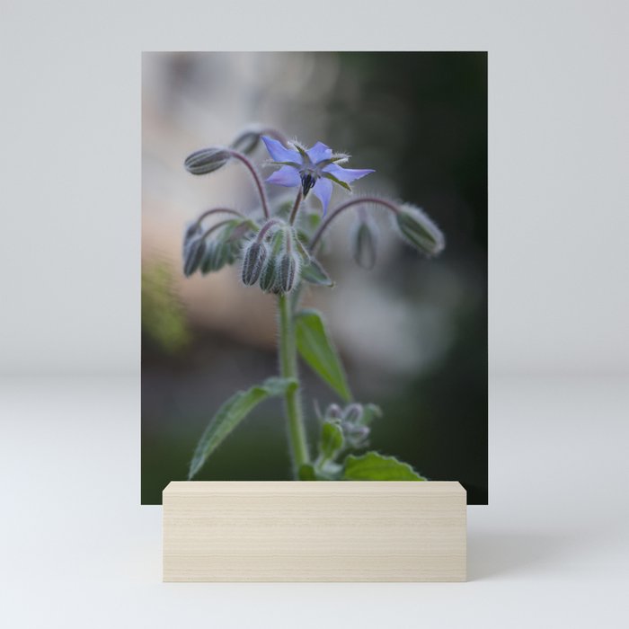 Starflower Macro Photography Mini Art Print