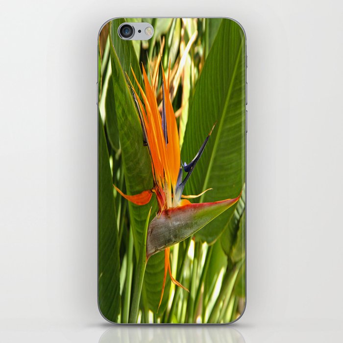 Bird Of Paradise iPhone Skin