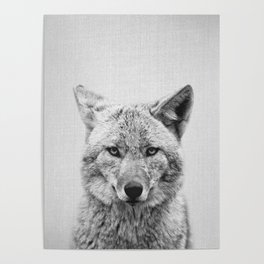 Coyote - Black & White Poster