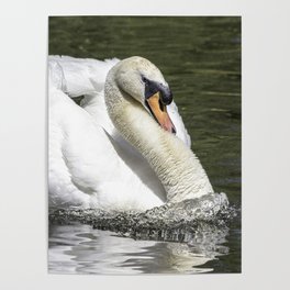 Powerful Elegant swan with wings open Poster