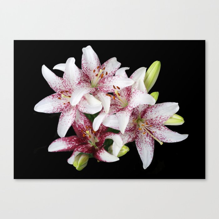 White lillies isolated on black background Canvas Print
