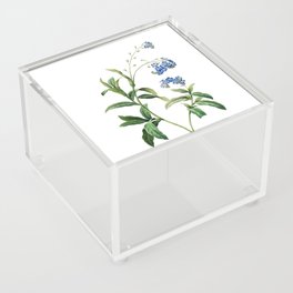 Vintage Water Forget Me Not Botanical Illustration on Pure White Acrylic Box