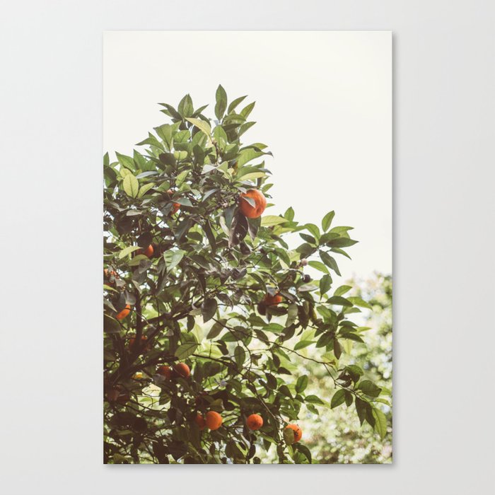 Orange Tree Photo - Boho Art - Warm Neutral Tones - Nature Photography Canvas Print