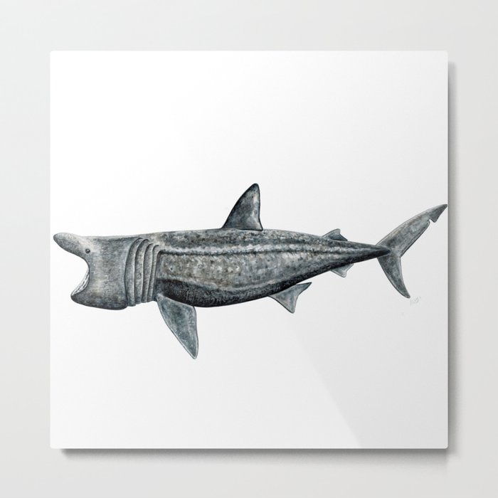 Basking shark (Cetorhinus maximus) Metal Print