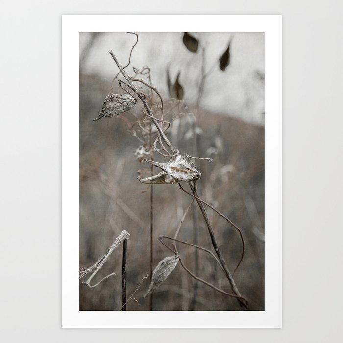 Milkweed in Brown and Gray Art Print