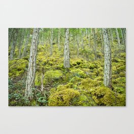 Mossy Forest Floor Canvas Print